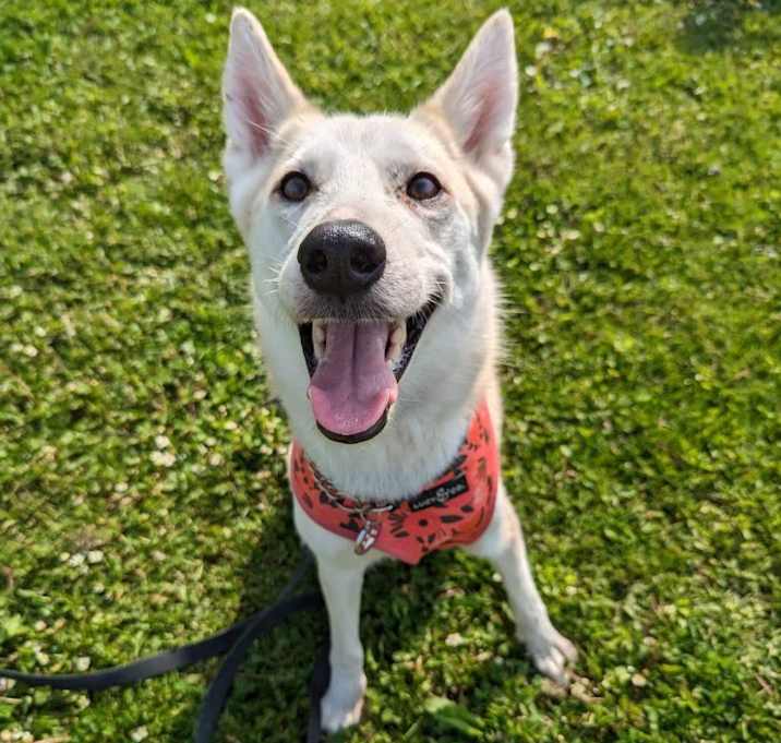 Photo of Piper