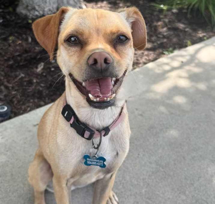 Photo of Pippa