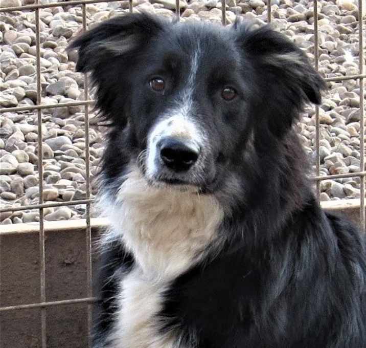 Photo of Cole "I've Been Adopted"