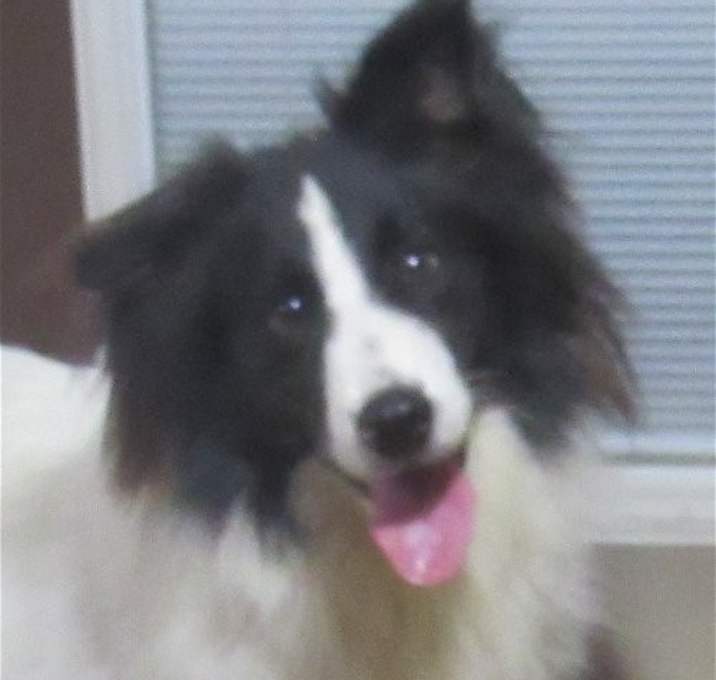 Photo of Woofie