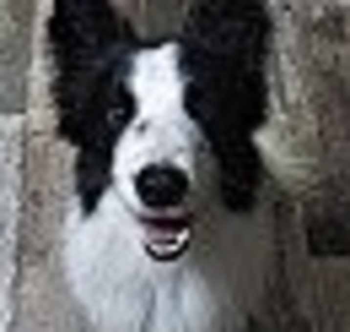 Photo of Bear