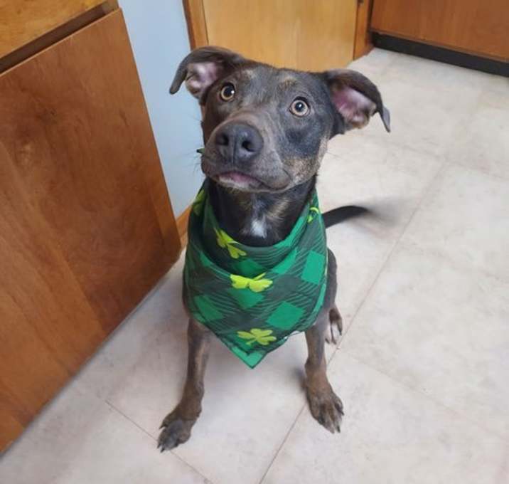Photo of Nala