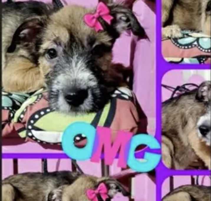 Photo of Maizy
