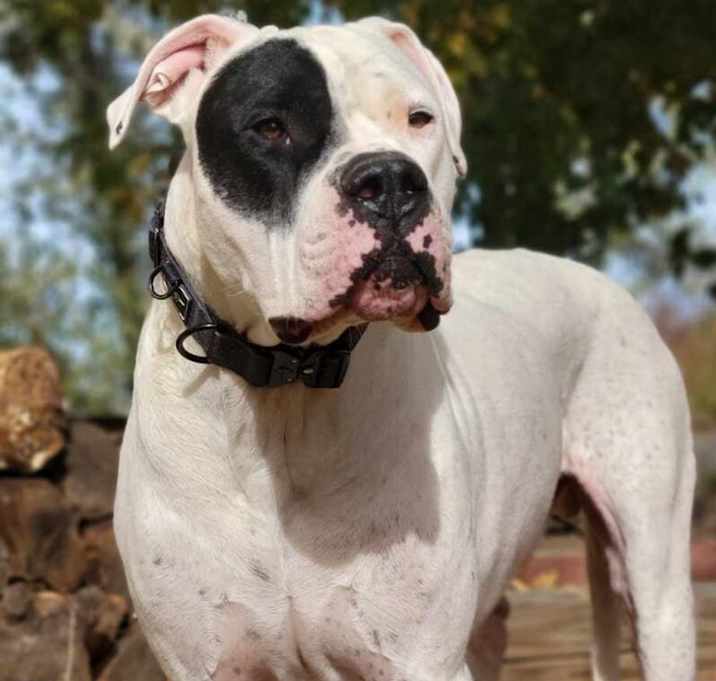 Photo of Gauge