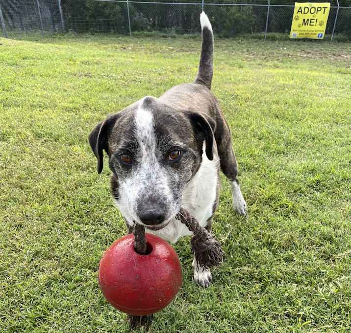 Photo of Brindle