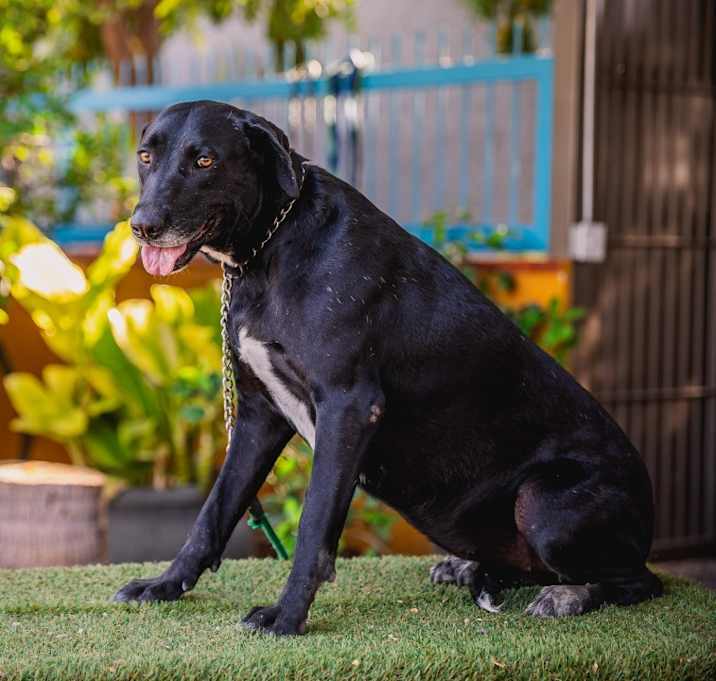 Photo of Clover