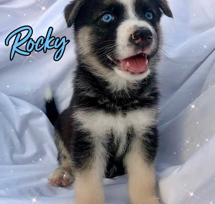 Photo of Rocky