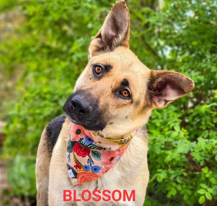 Photo of Blossom