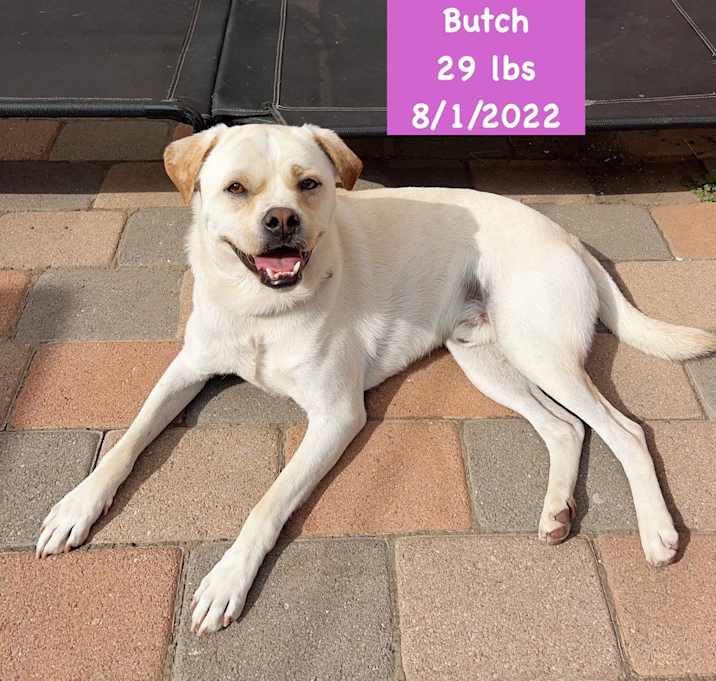 Photo of Butch