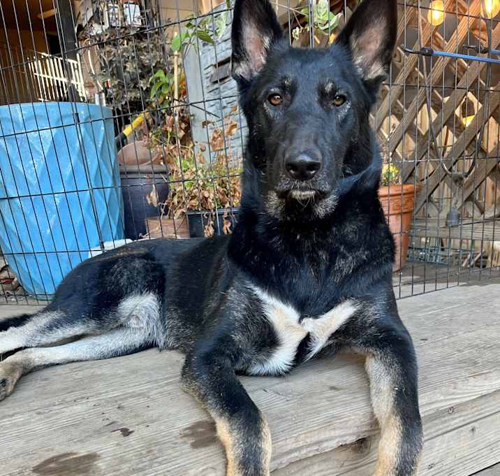 Photo of Apollo