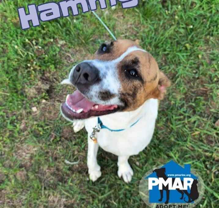 Photo of Hammy