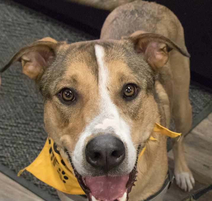 Photo of Dodger
