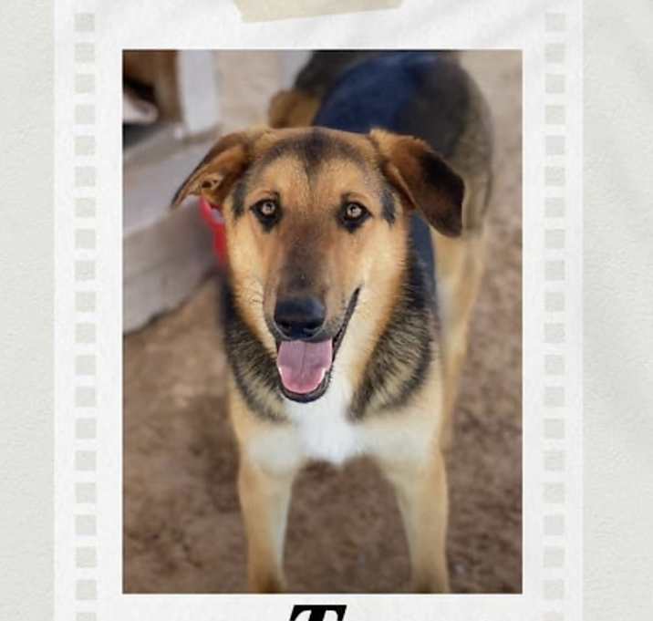 Photo of Tyson