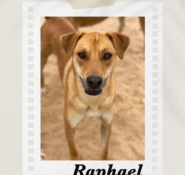 Photo of Raphael