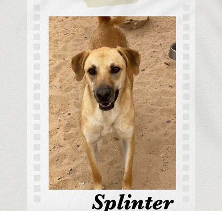 Photo of Splinter