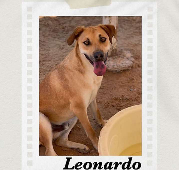 Photo of Leonardo