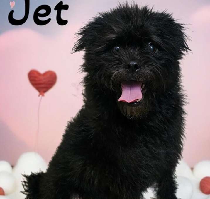 Photo of Jet