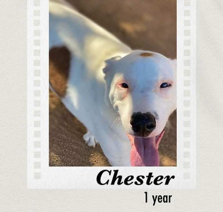 Photo of Chester
