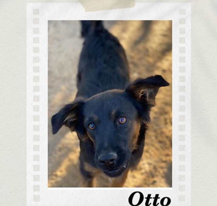 Photo of Otto