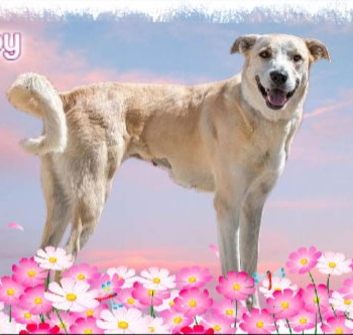 Photo of Joy/ADOPTED!
