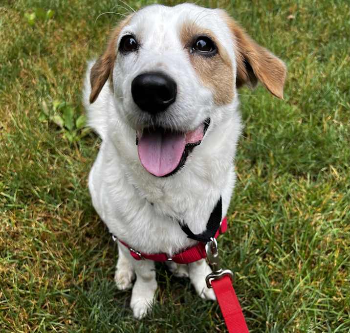 Photo of Champ