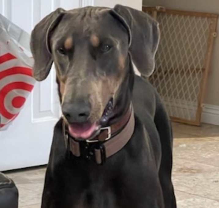 Photo of Remy