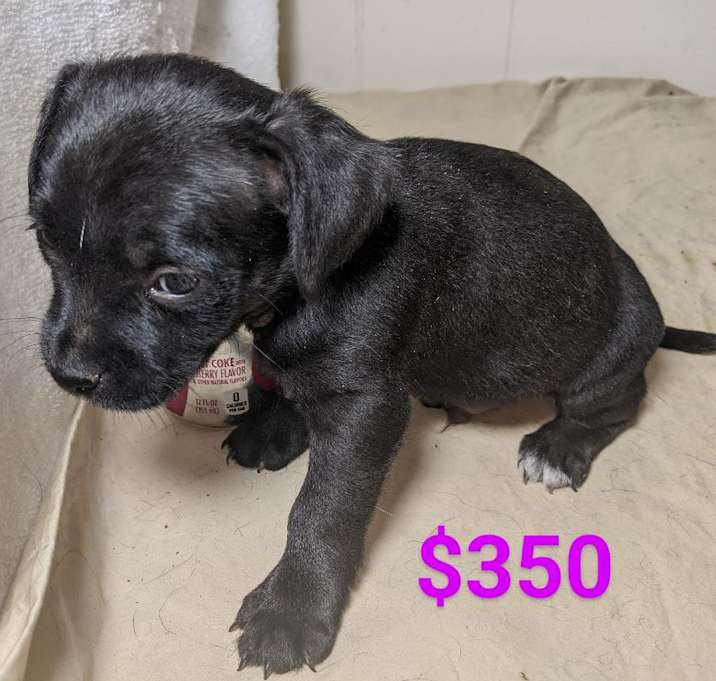 Photo of BLACK SAPPHIRE CHIHUAHUA