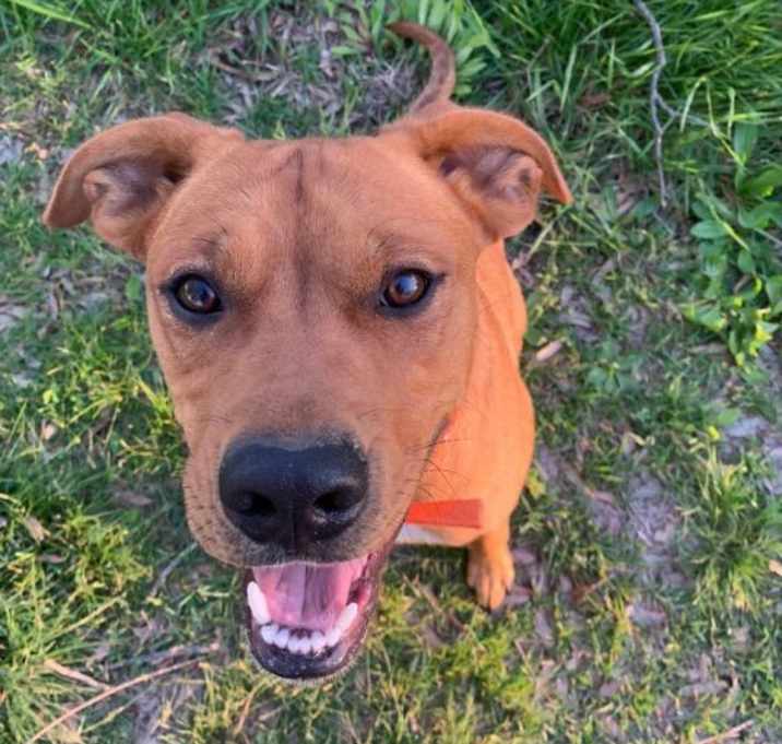 Photo of Petey (Peg-TN)