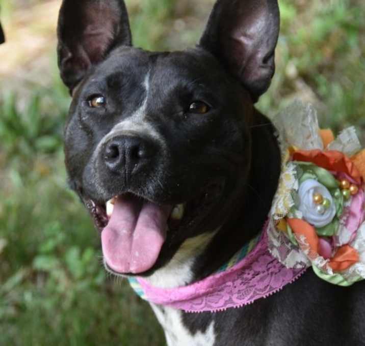 Photo of Binti (Scott-TN)