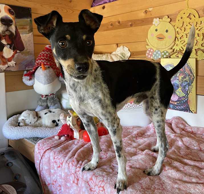 Photo of Hopper