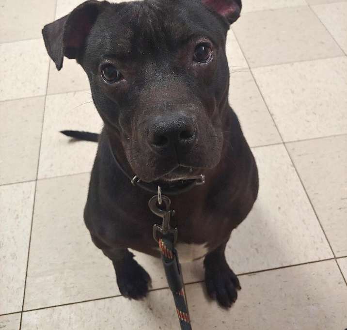 Photo of Dobby