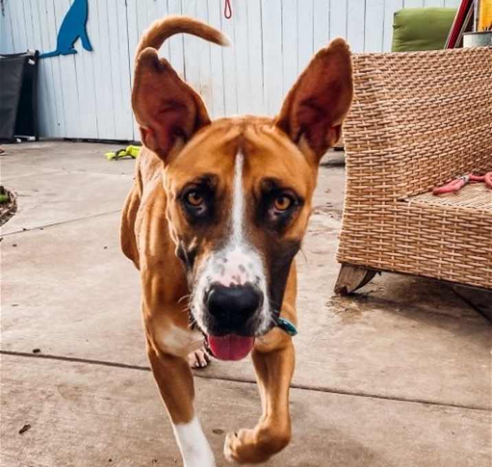 Photo of Wilbur *Courtesy Post*