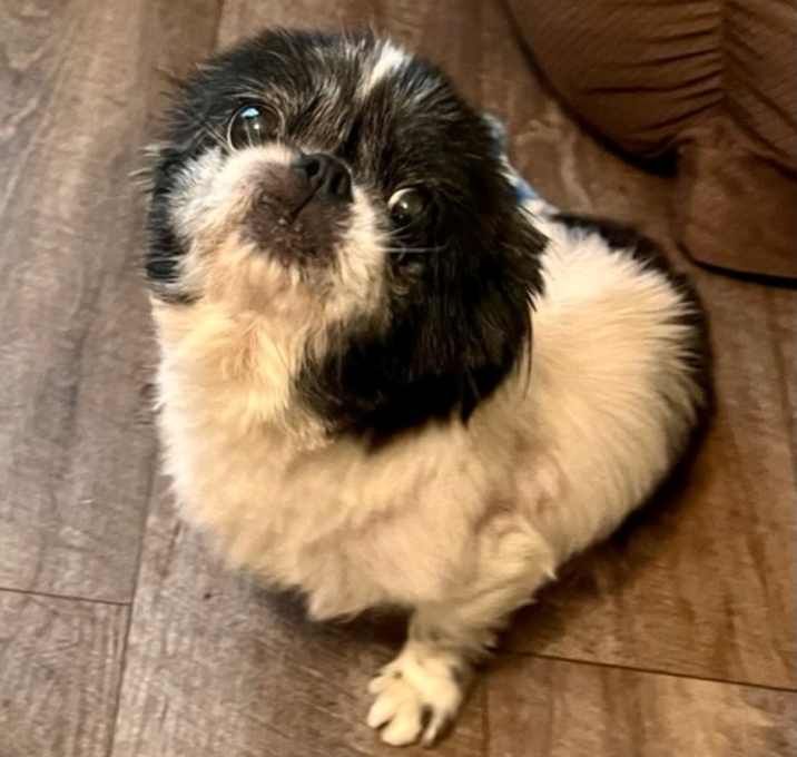 Photo of Poppy