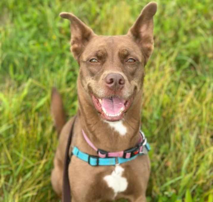 Photo of Whiskey 33617-d