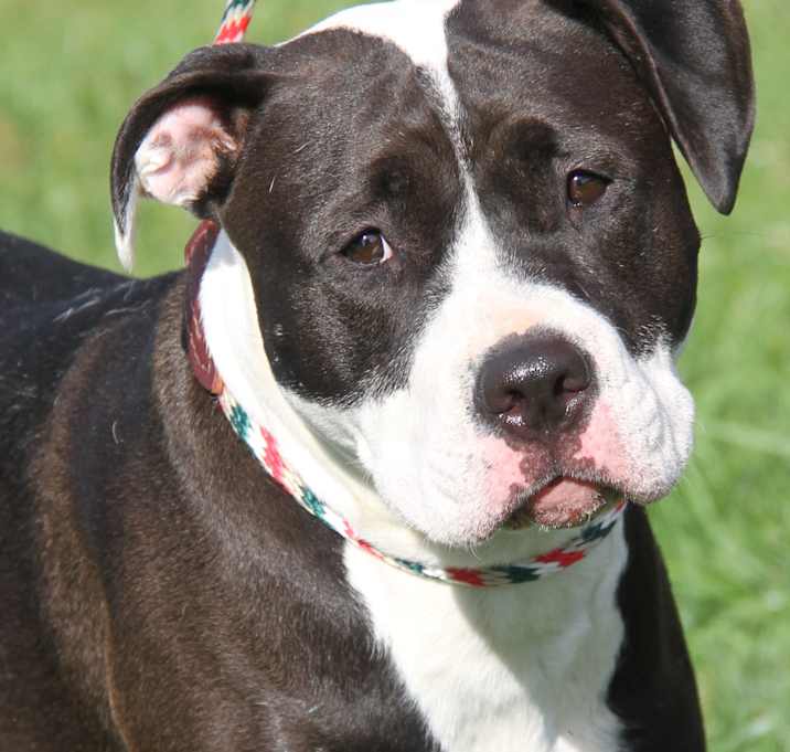 Photo of Kim (Spayed)