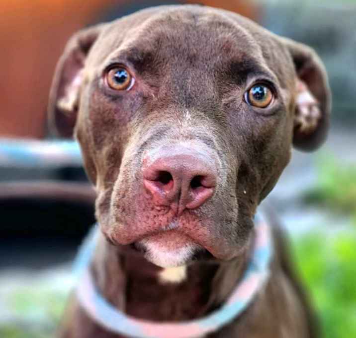 Photo of Chocolate Shake(Coco)