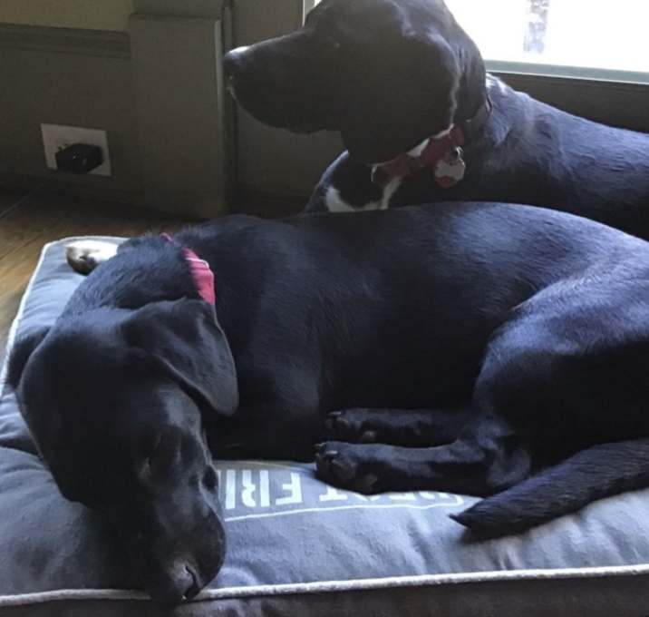 Photo of Jett & Jaxon