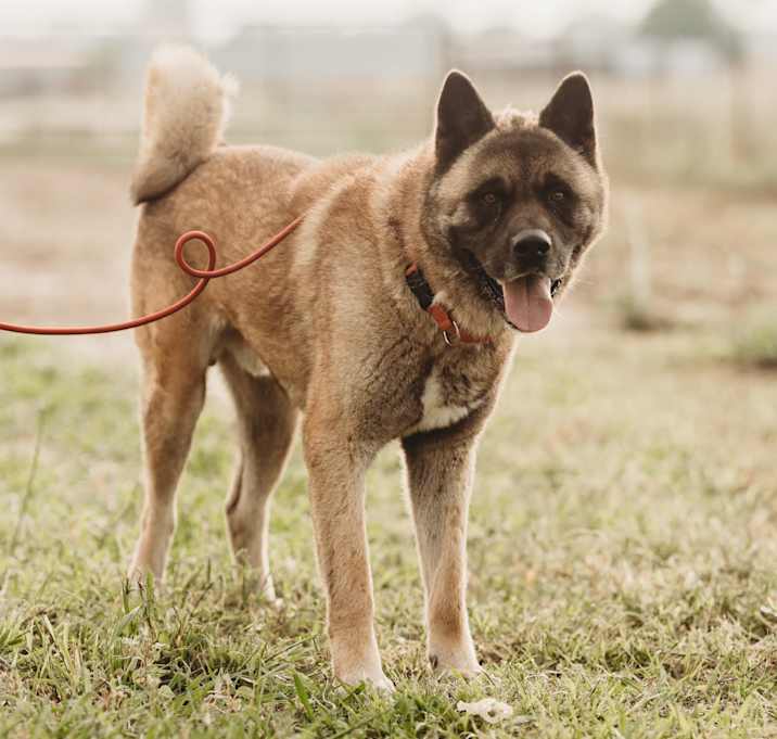 Photo of Archie