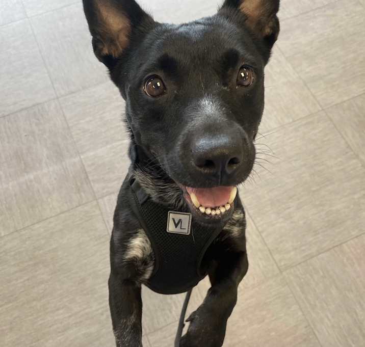Photo of Diamond