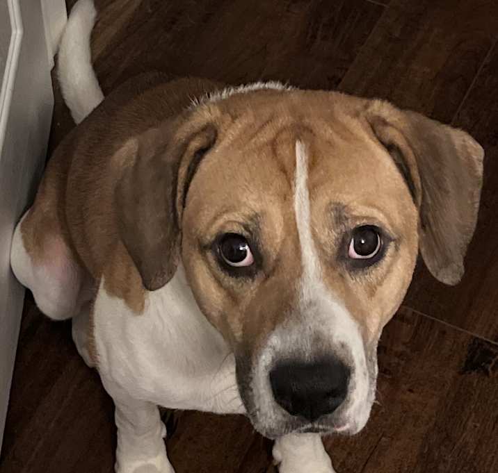 Photo of Mango