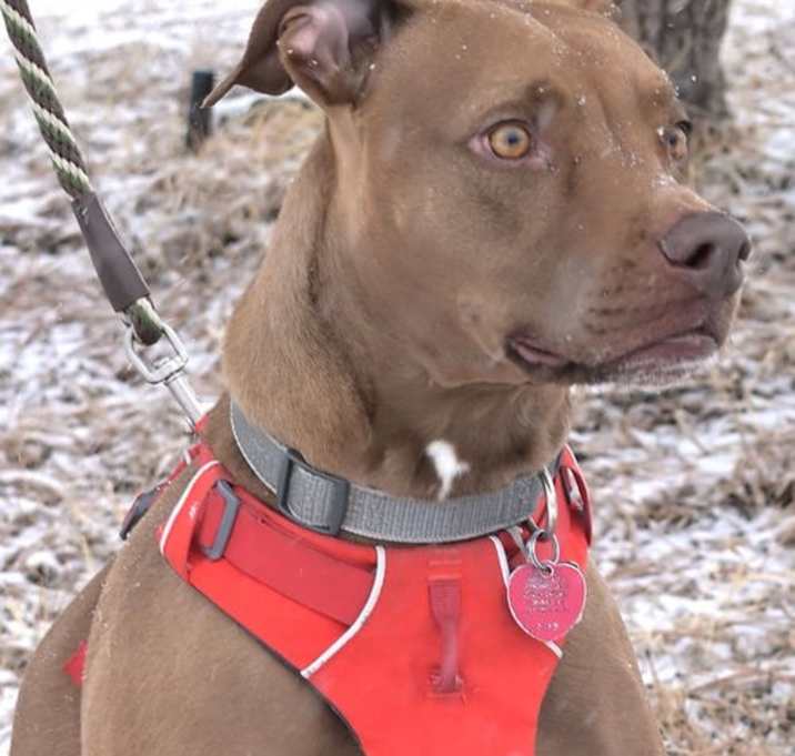 Photo of Rufus