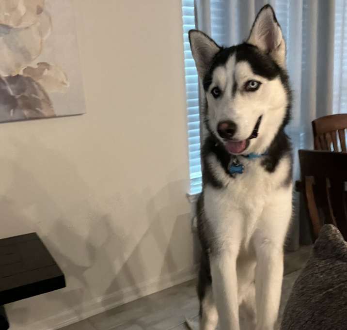 Photo of Blue