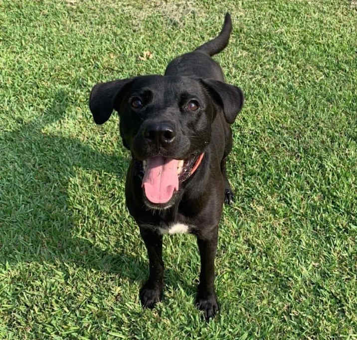 Photo of Milo