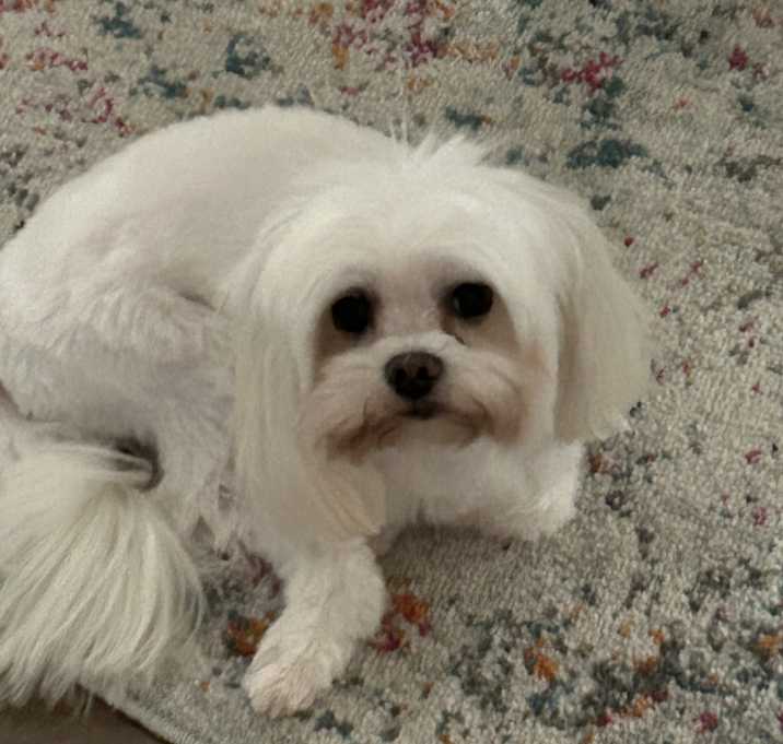 Photo of Prince
