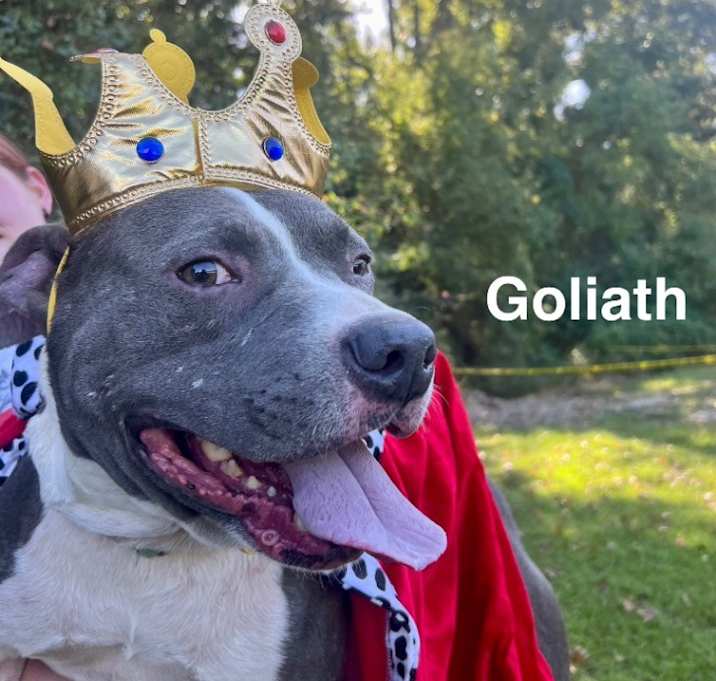 Photo of Goliath