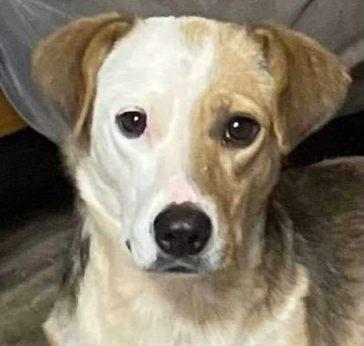 Photo of Taffy
