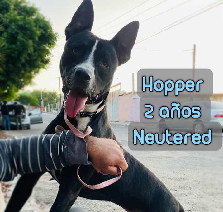 Photo of Hopper
