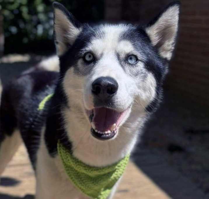 Photo of Meeko