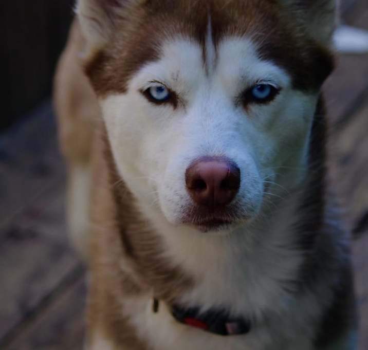 Photo of Kahlua