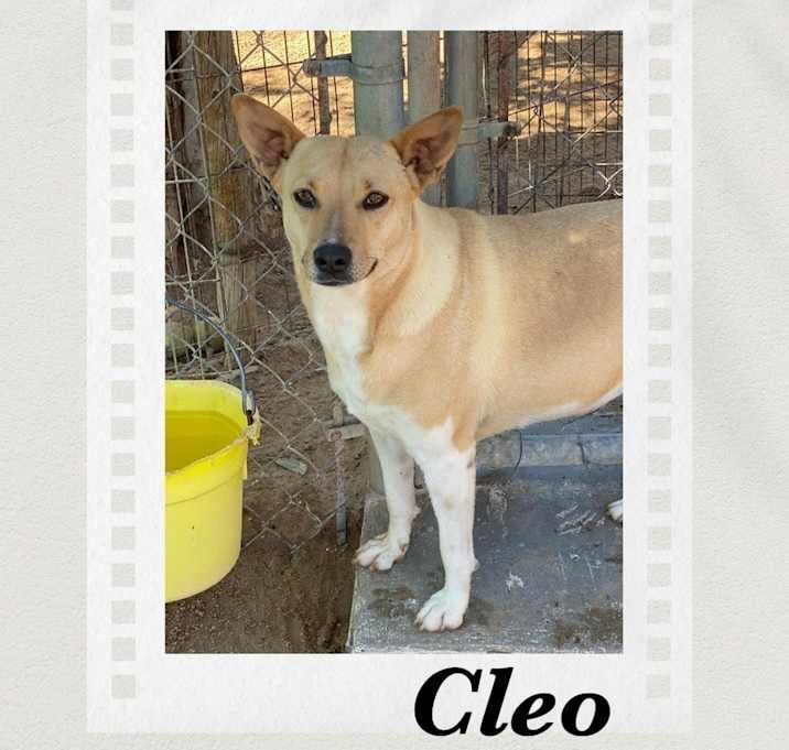 Photo of Cleo